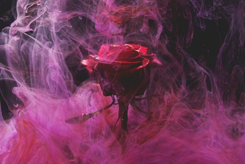 Garden Rose