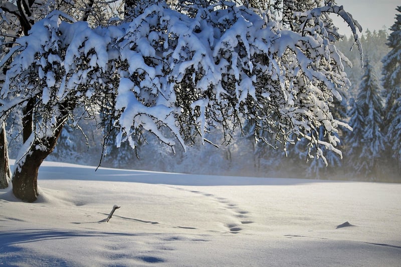 Winter Plants